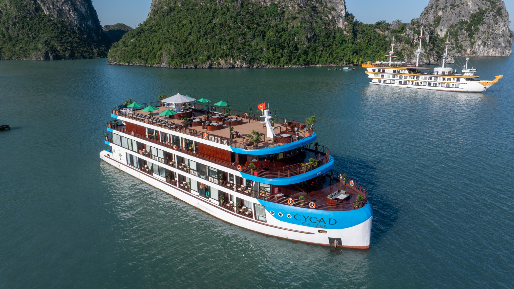 Cycad Cruise 6 star 